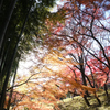 紅葉と竹林と
