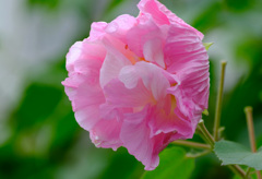酔芙蓉２