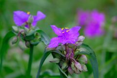 ムラサキツユクサ