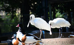 クロツラヘラサギ他