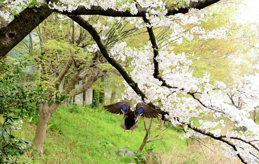 桜の方へ