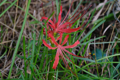 10月2日ちびっこ開花