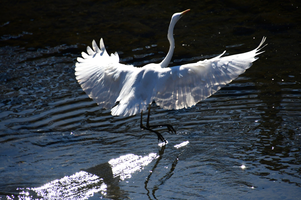 ダイサギの舞いか？