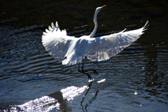 ダイサギの舞いか？