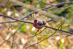 【参考】ベニマシコオス