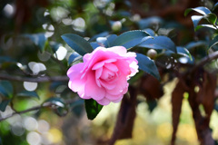 ピンクのサザンカ