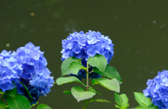 水辺の紫陽花