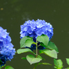水辺の紫陽花