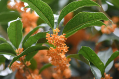 今年は花数が多い 今年は花数が多い