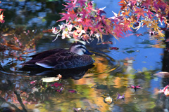紅葉カルガモ