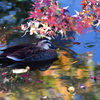紅葉カルガモ