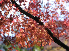 まだ紅葉が