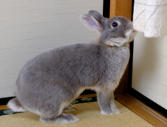 のれんをかじる