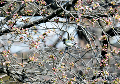 桜シジュウカラ