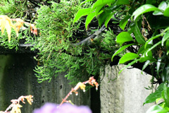 雨の日の飛翔 雨の日の飛翔