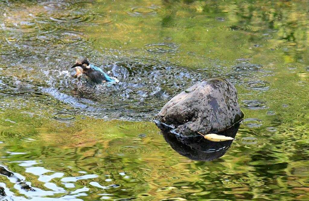 カワセミの水浴び (6)