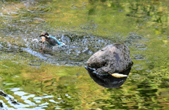 カワセミの水浴び (6)