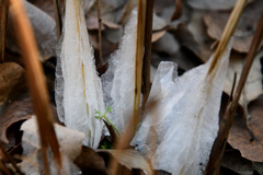 シモバシラの氷華７