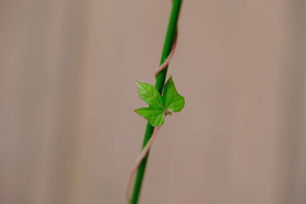 水栽培最後の一葉