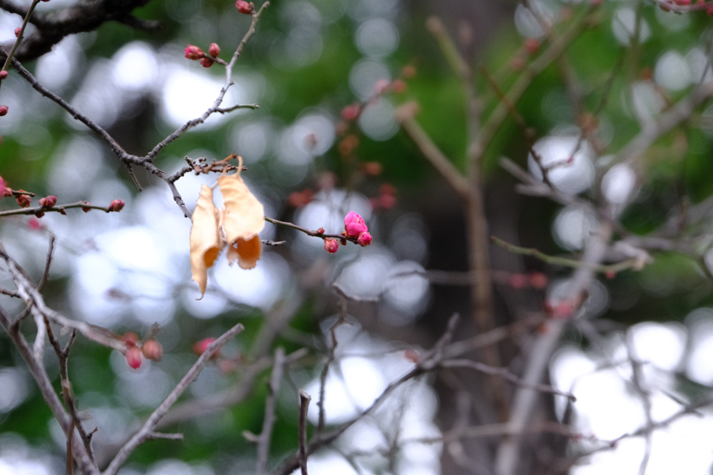 紅梅Ｂ未開花