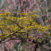 サンシュユ開花