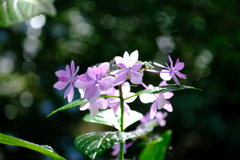 ダンスパーティ