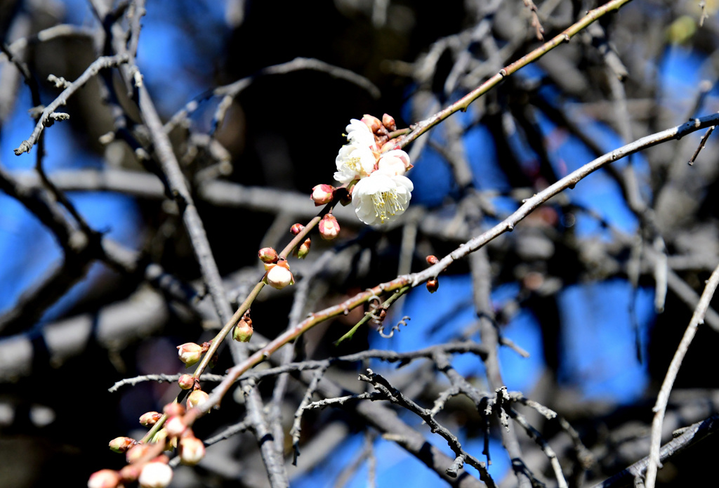 枝垂れ梅
