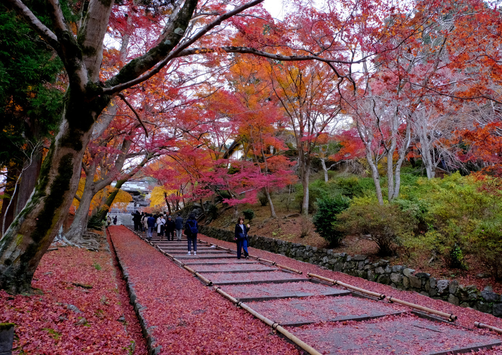 毘沙門堂敷き紅葉
