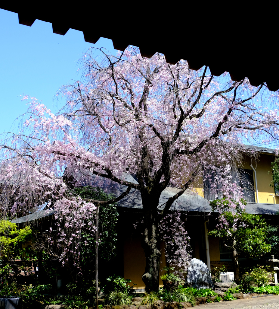 お寺の八重紅枝垂れ