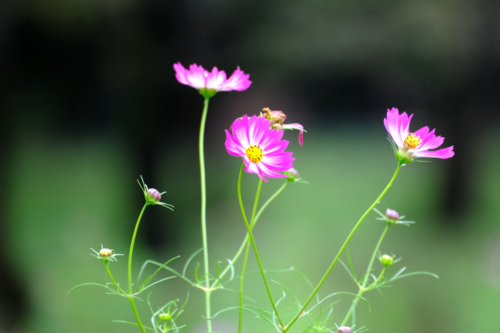 アカツキかな？