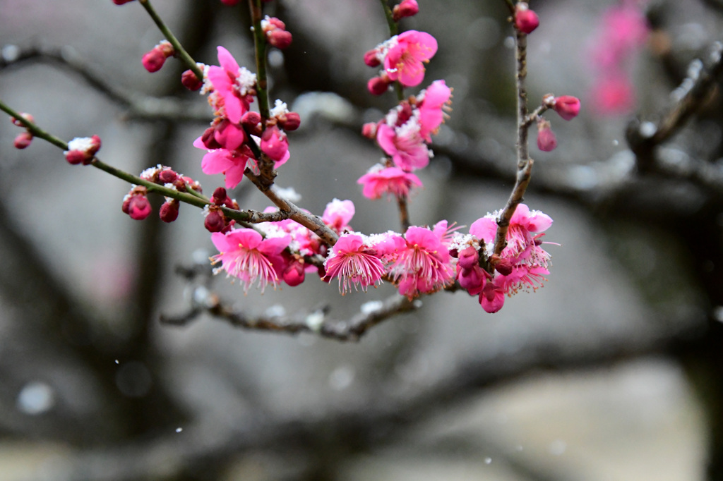 少しだけ積もる