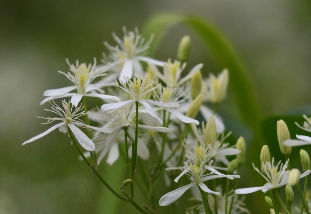 センニンソウの花