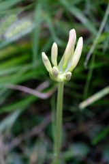 20日白花B