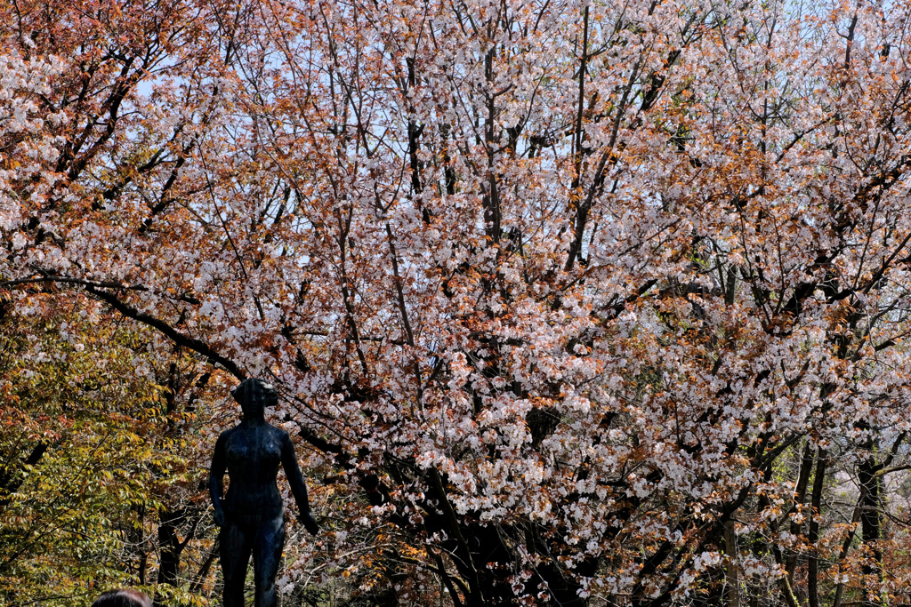 山桜と彫刻