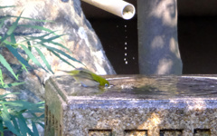 メジロの初水浴