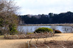 偕楽園から千波湖が見えて