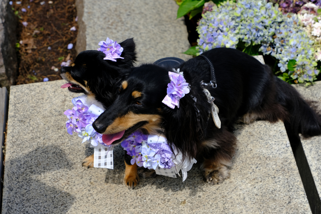 紫陽花の衣装で