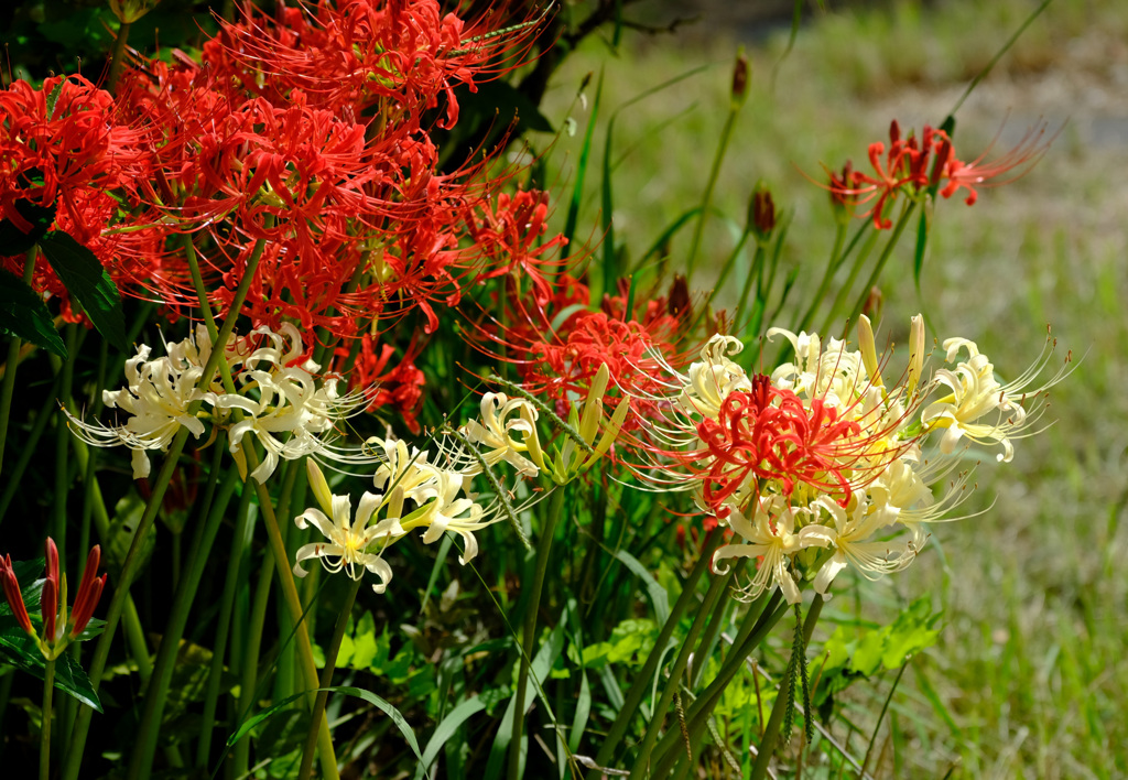 紅白花合戦