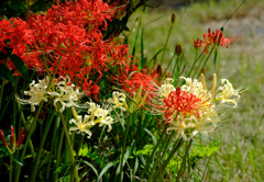 紅白花合戦