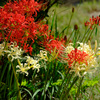 紅白花合戦