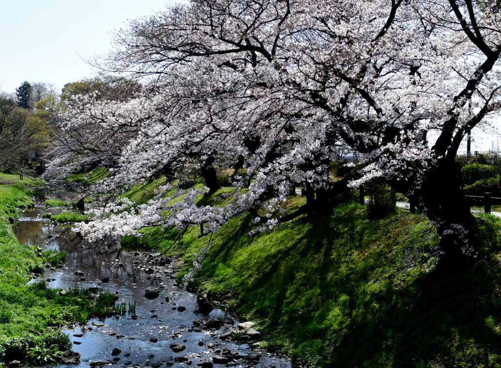 水辺の桜