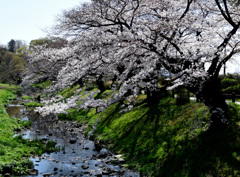 水辺の桜