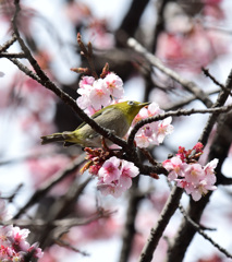 寒桜目白１