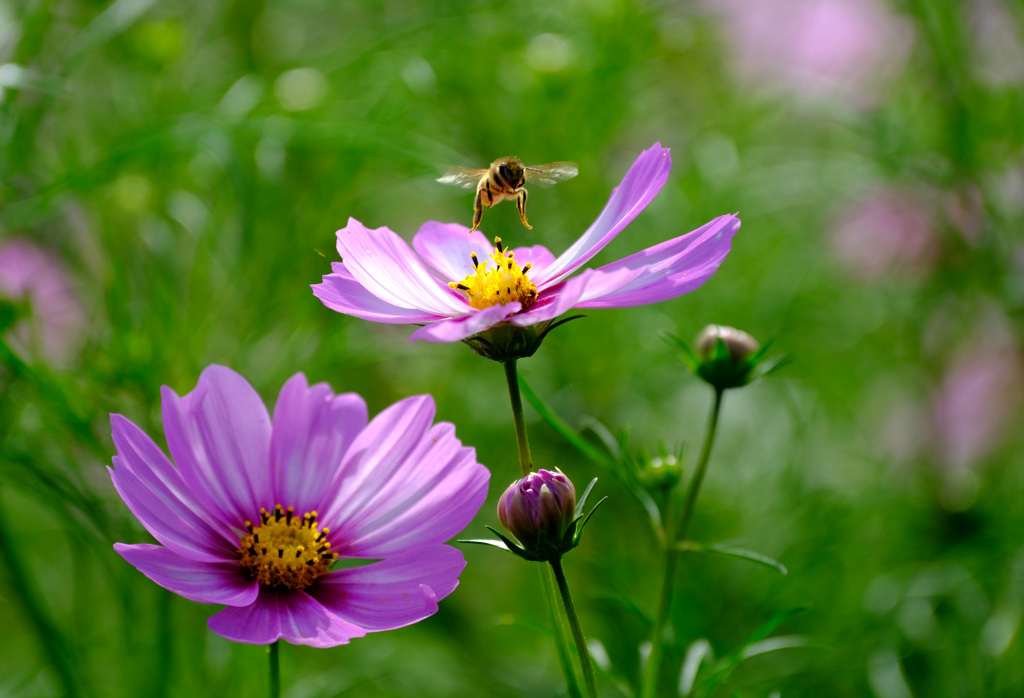 ひょいっと蜂さん