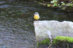 かわりにキセキレイが