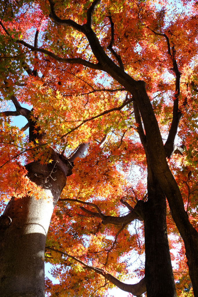 見上げるばかり