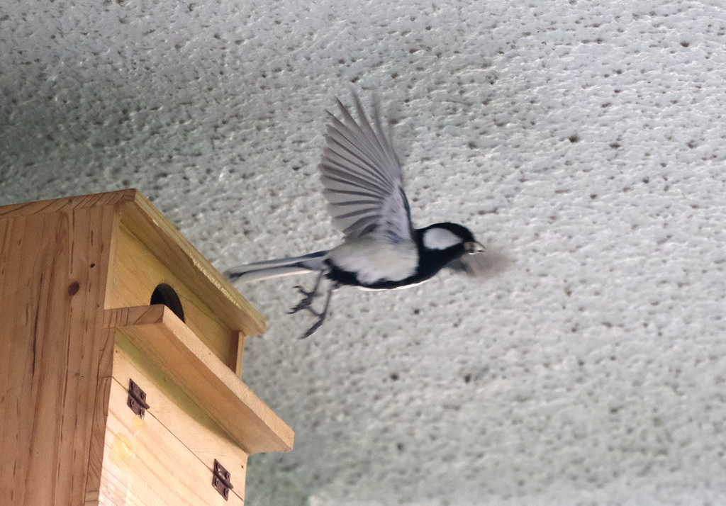 5月22日糞運びだし