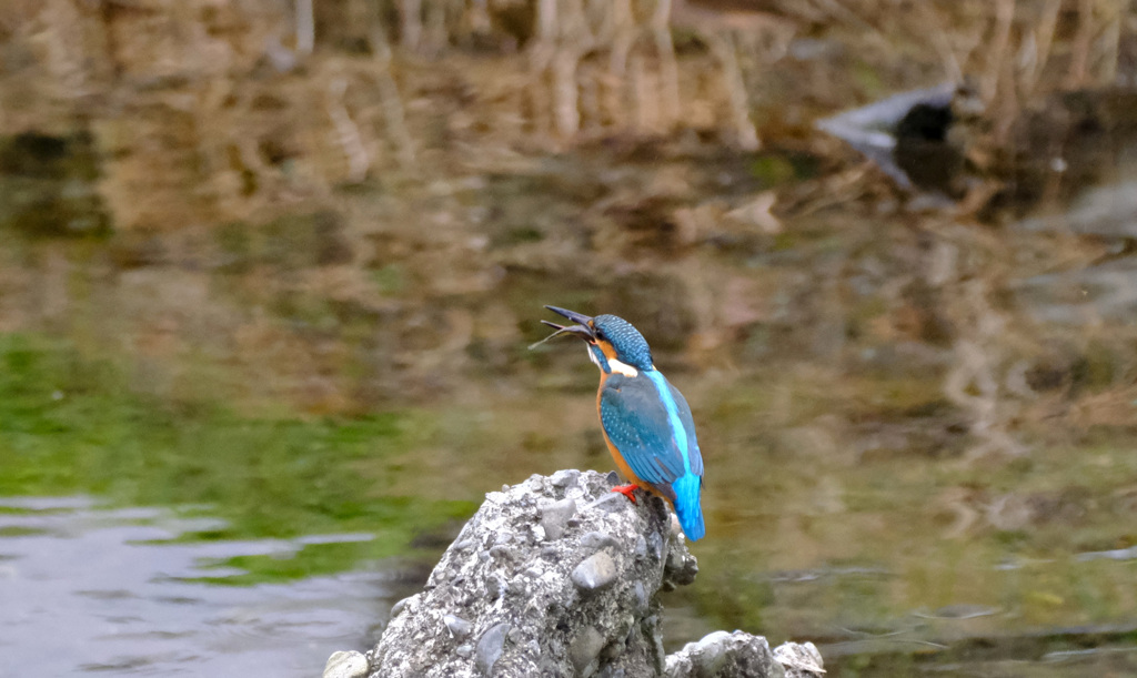 カワセミのお魚とり (8)