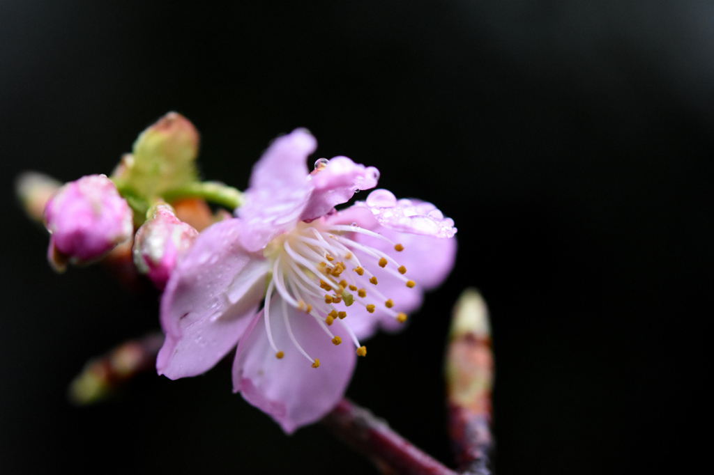 一花、開花