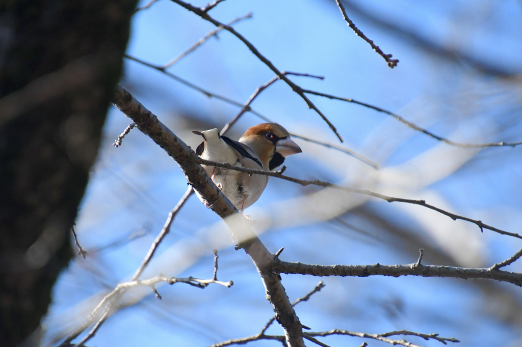 モデルはつらいよ